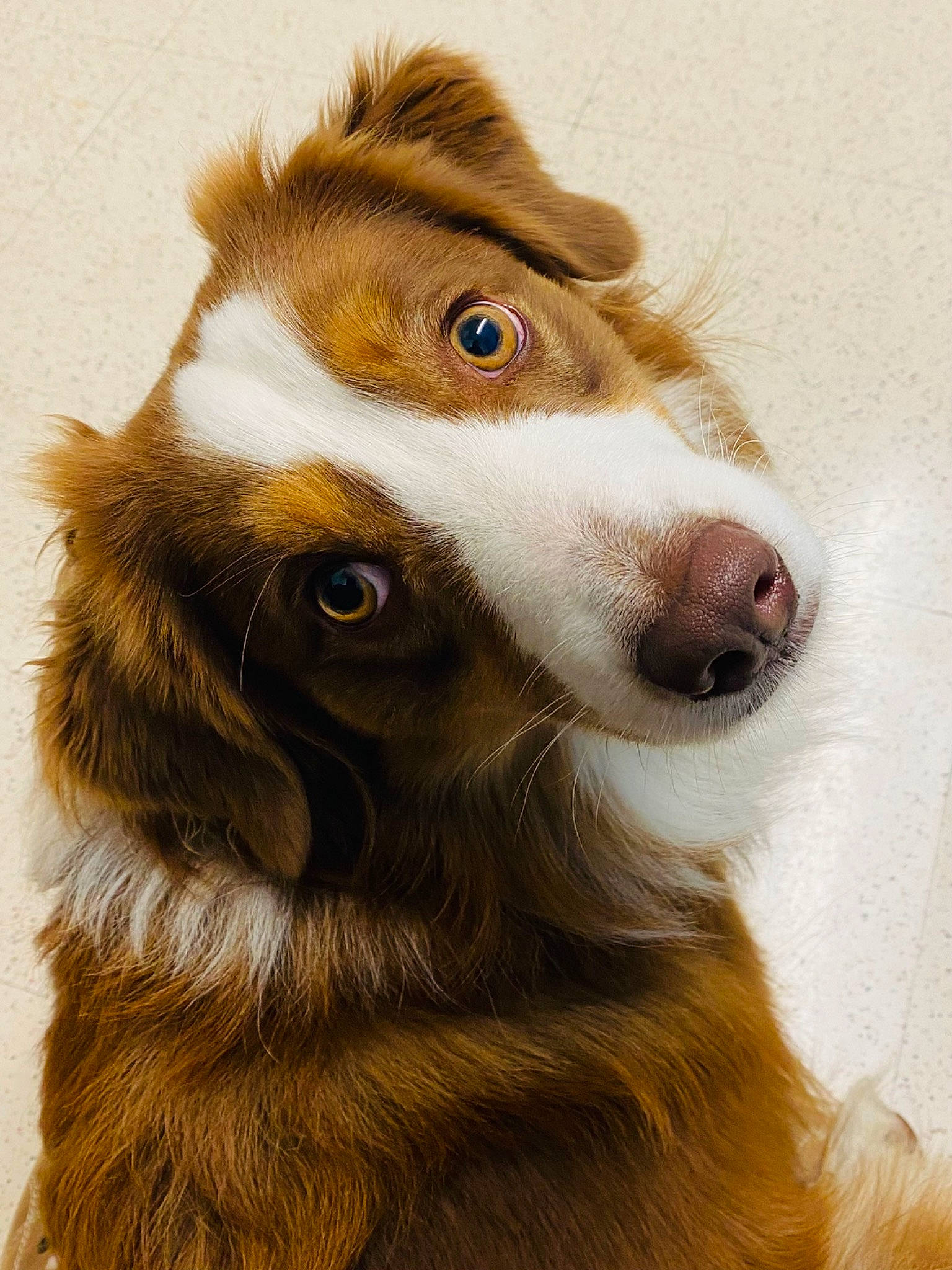 Gunner is registered to the contest to win money with this photo: art, canidae, carnivore, collie, companion_dog, dog, dog_breed, fur, herding_dog, liver, rough_collie, scotch_collie, shetland_sheepdog, snout, sporting_group, terrestrial_animal, whiskers, wildlife, working_animal, working_dog