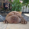 Ayma participe au concours pour gagner de l'argent avec cette photo : dog, sleeping, wrinkly, puppy, brown, nose, paws, floor, tiles, plants, flowers, garden, outdoor, sunlight, furniture, relaxed, cute, pet, animal, closeup