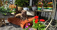 Ayma a rejoint le concours — aidez-le/la à gagner de superbes lots ! dog, brown_dog, blanket, flowers, plants, greenery, orange_blanket, outdoor, sunlight, gravel, garden, potted_plants, decor, wooden_table, metal_chair, shrubbery, pet, relaxing, daylight, nature