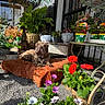 dog, brown_dog, blanket, flowers, plants, greenery, orange_blanket, outdoor, sunlight, gravel, garden, potted_plants, decor, wooden_table, metal_chair, shrubbery, pet, relaxing, daylight, nature