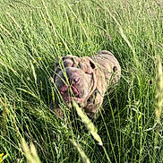 Ayma a rejoint le concours — aidez-le/la à gagner de superbes lots ! dog, grass, outdoor, nature, sunlight, greenery, tongue, pet, animal, field, summer, snout, fur, collar, playful, happy, closeup, canine, exploring, daylight