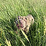 dog, grass, outdoor, nature, sunlight, greenery, tongue, pet, animal, field, summer, snout, fur, collar, playful, happy, closeup, canine, exploring, daylight