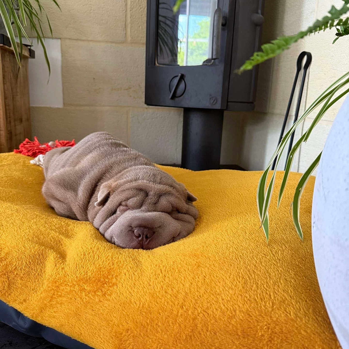 Ayma participe au concours pour gagner de l'argent avec cette photo : dog, puppy, shar_pei, sleeping, yellow_blanket, wrinkles, indoor, cozy, pet, fur, resting, cute, animal, blanket, plant, stove, home, soft, relaxing, nap