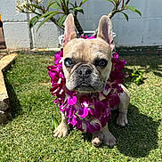 Mango joined the competition — help win amazing prizes! french_bulldog, dog, flower_lei, purple_flowers, grass, outdoor, sunlight, plumeria_tree, pet, animal, cute, garden, leaves, ears, sitting, close_up, daylight, adorable, portrait, nature