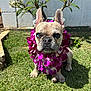 french_bulldog, dog, flower_lei, purple_flowers, grass, outdoor, sunlight, plumeria_tree, pet, animal, cute, garden, leaves, ears, sitting, close_up, daylight, adorable, portrait, nature