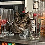 Kylo joined the competition — help win amazing prizes! cat, tabby_cat, bottle, glass, metal_shelf, indoor, animal, pet, window, liquor, drink, container, transparent, reflection, fur, face, whiskers, ears, tableware, still_life