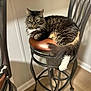 cat, tabby, feline, pet, indoor, bar_stool, metal_chair, brown_cushion, long_hair, relaxed, resting, animal, fur, whiskers, tail, floor, wall, home, domestic, seat