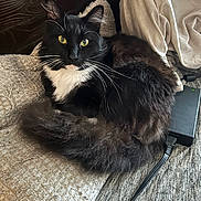 Penelope joined the competition — help win amazing prizes! cat, tuxedo_cat, black_and_white, whiskers, yellow_eyes, fluffy_tail, blanket, bedroom, wooden_headboard, electronic_device, cord, cozy, indoor, pet, feline, resting, curious, fur, close_up, relaxing