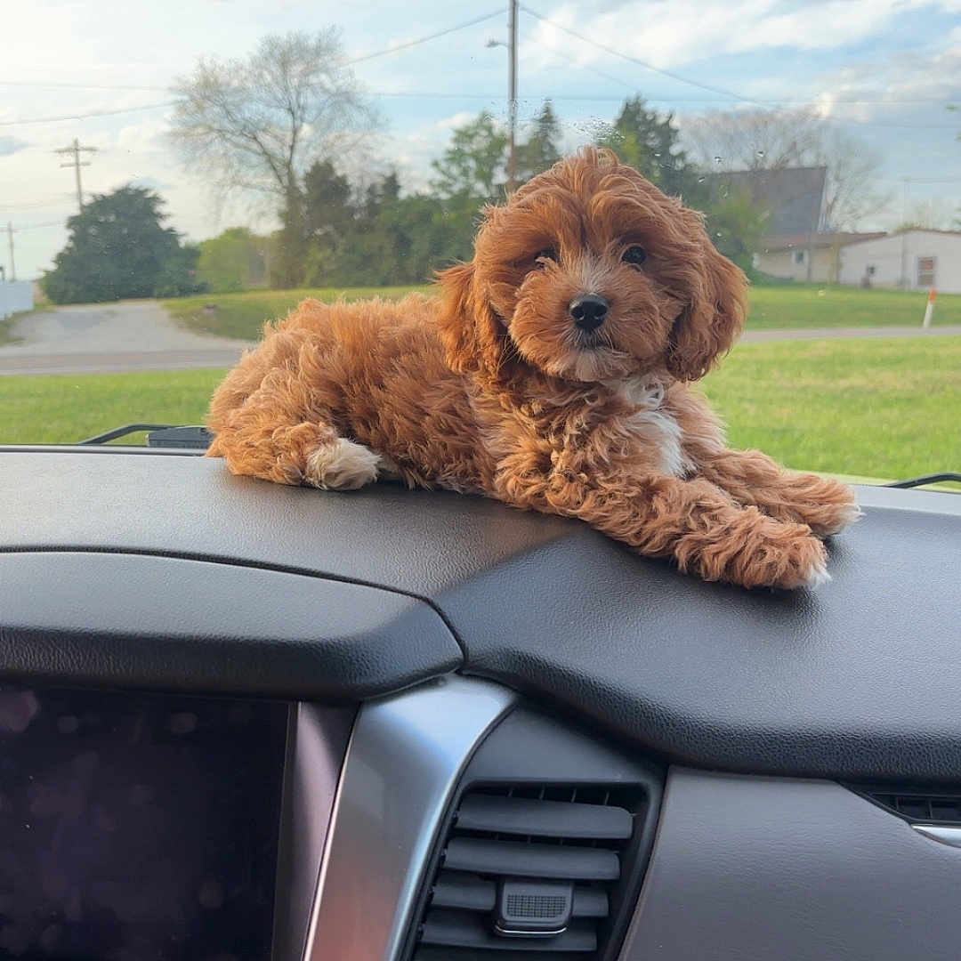 Honey joined the competition — help win amazing prizes! animal, brown, car_interior, companion, cute, dashboard, dog, domestic_animal, fluffy, fur, grass, outdoor, pet, puppy, relaxed, sky, tree, vehicle, white, window