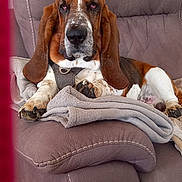 Octave participe au concours pour gagner de l'argent avec cette photo : basset_hound, dog, pet, animal, indoor, blanket, armchair, fur, ears, napping, relaxed, brown, white, black, snout, paws, leather, furniture, home, cozy