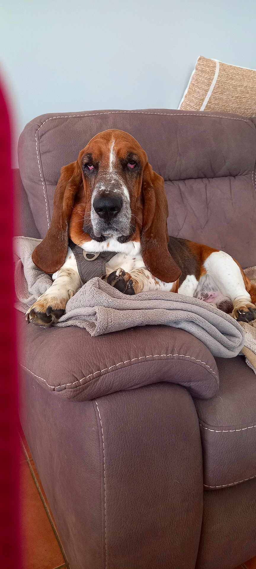Octave participe au concours pour gagner de l'argent avec cette photo : basset_hound, dog, pet, animal, indoor, blanket, armchair, fur, ears, napping, relaxed, brown, white, black, snout, paws, leather, furniture, home, cozy
