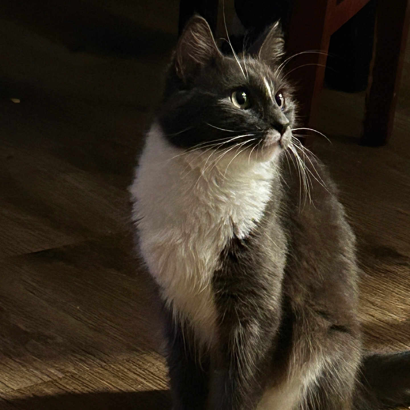 Kimi