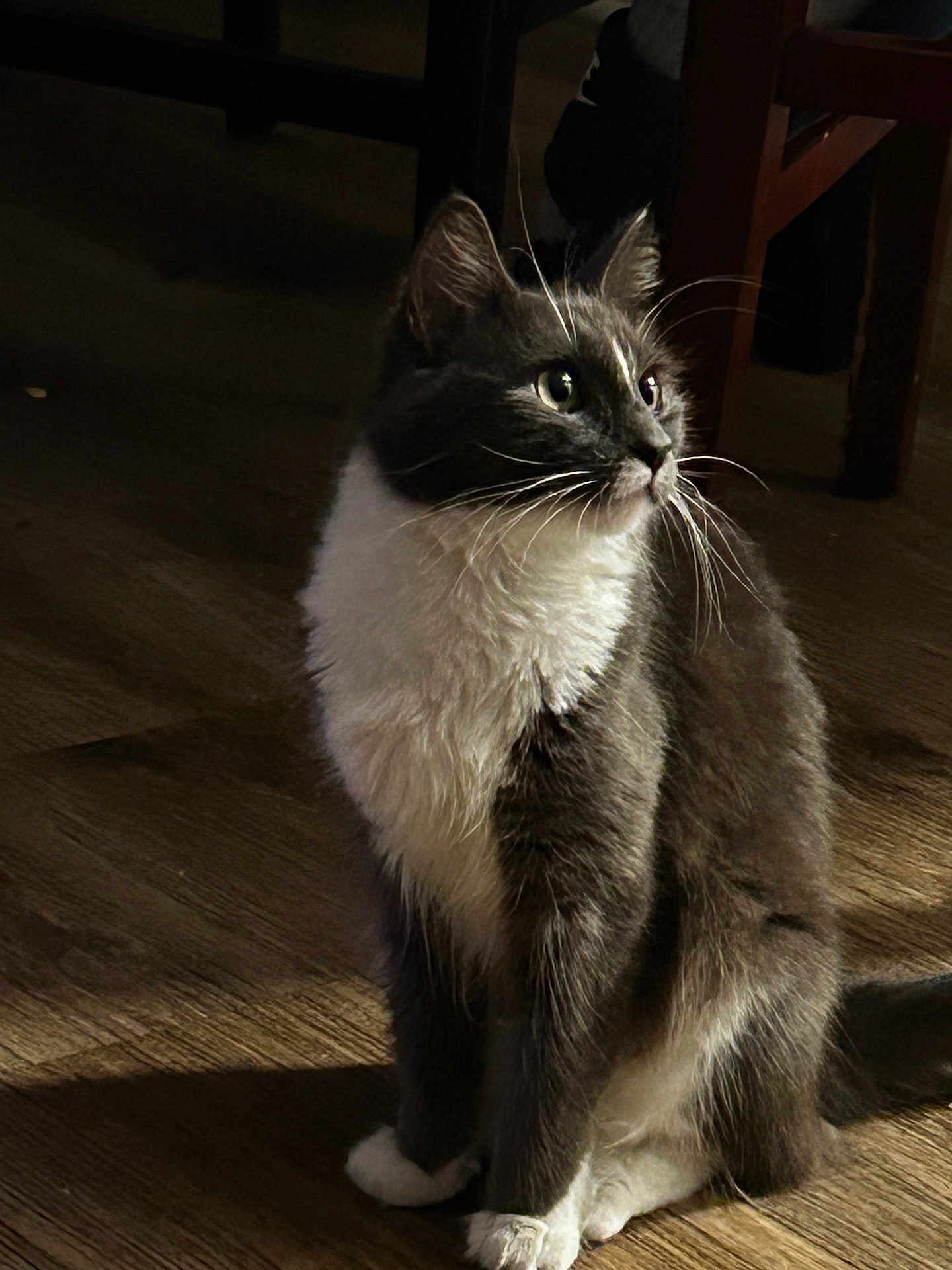 Kimi