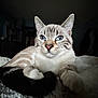 Squish And Tubs joined the competition — help win amazing prizes! cat, blue_eyes, fur, pet, animal, indoor, blanket, close_up, relaxing, cozy, whiskers, paw, bedroom, feline, cute, soft_light, texture, domestic_animal, resting, portrait