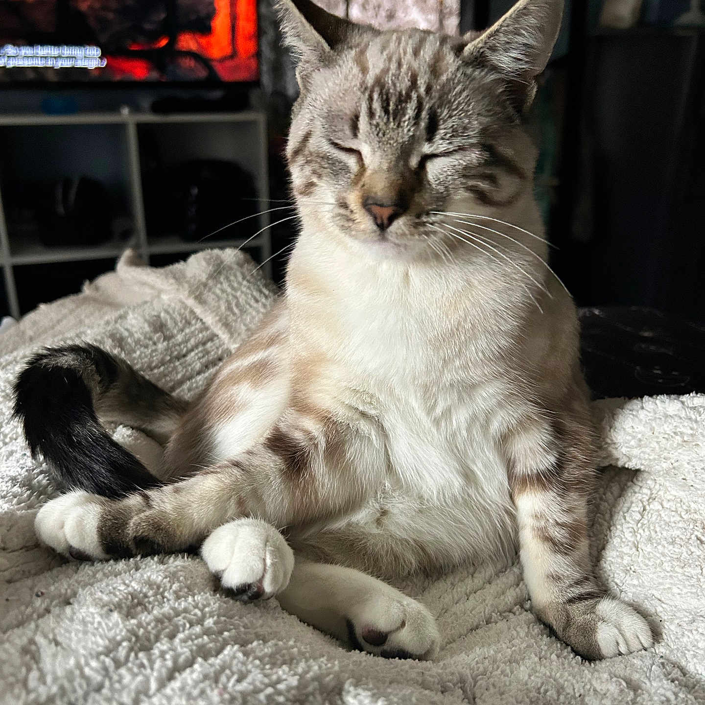 Squish joined the competition — help win amazing prizes! animal, blanket, cat, comfort, cozy, cute, domestic, feline, fireplace, fur, home, indoor, mammal, paws, pet, relaxed, resting, sitting, tail, whiskers