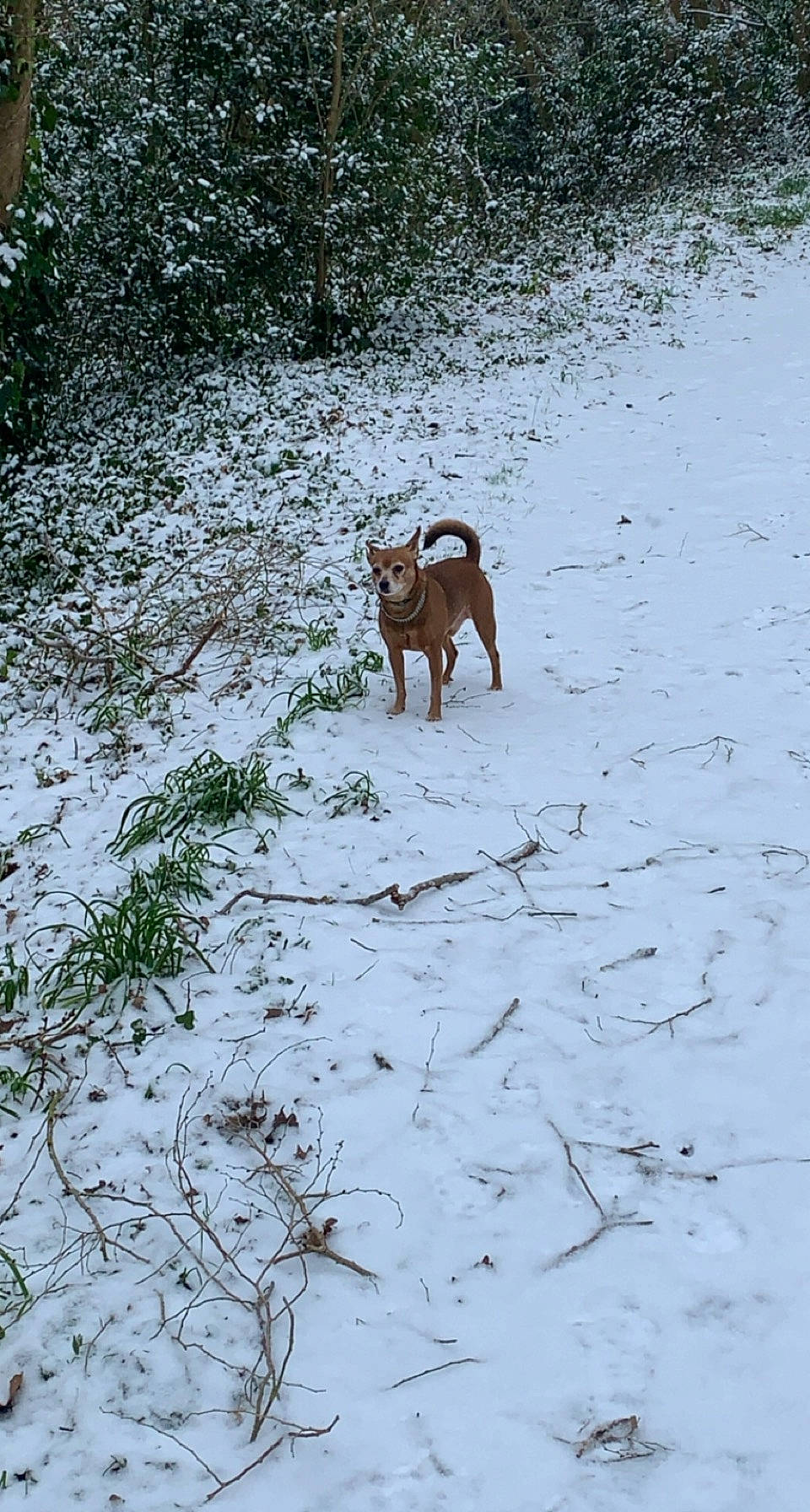 Rodney a rejoint le concours — aidez-le/la à gagner de superbes lots ! canidae, carnivore, dog, dog_breed, fawn, freezing, grass, landscape, plant, precipitation, shadow, snow, soil, sporting_group, tail, terrestrial_animal, tree, twig, wildlife, winter