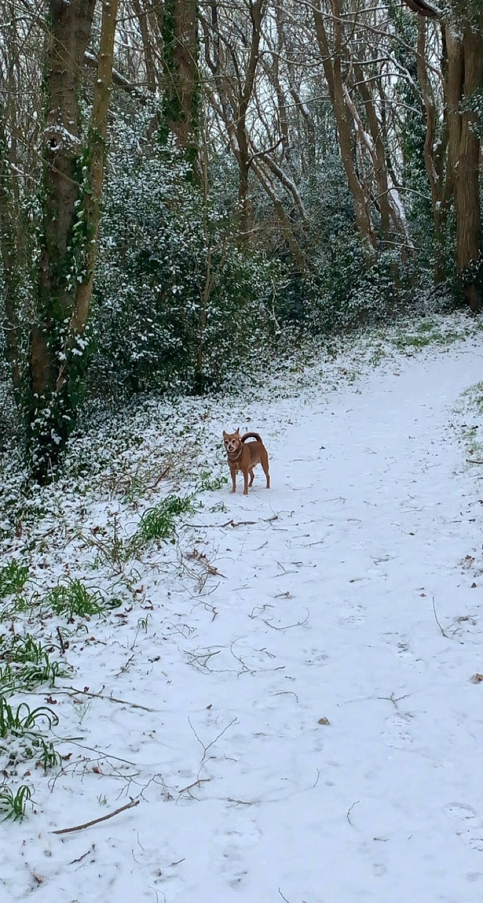 Rodney participe au concours pour gagner de l'argent avec cette photo : branch, carnivore, deciduous, deer, dog, dog_breed, fawn, forest, freezing, grass, landscape, natural_landscape, plant, snow, tail, terrestrial_animal, tree, twig, winter, wood