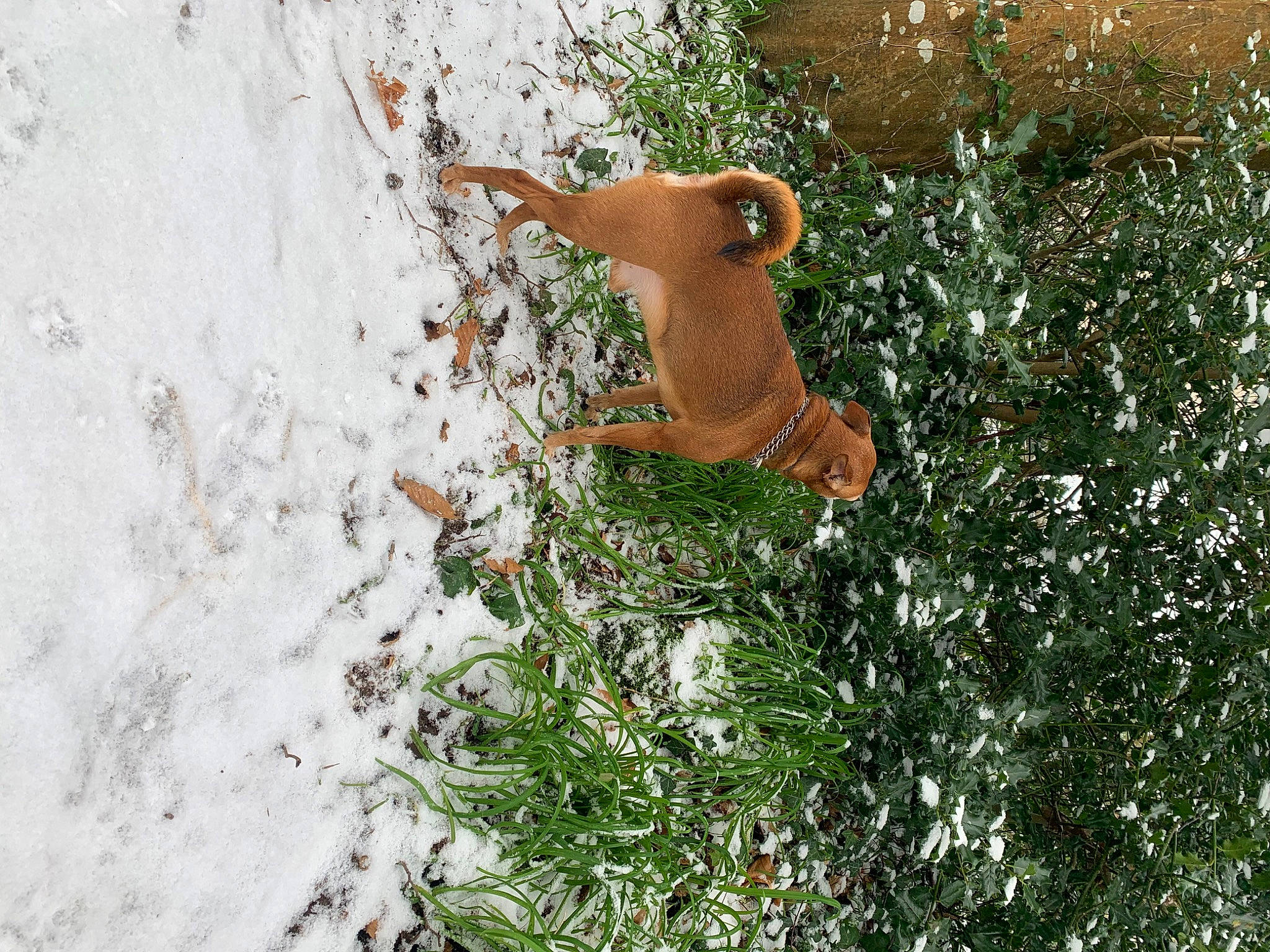 Rodney participe au concours pour gagner de l'argent avec cette photo : canidae, carnivore, fawn, freezing, frost, grass, groundcover, people_in_nature, plant, shrub, snow, soil, sporting_group, tail, toy, tree, twig, wildlife, winter, wood