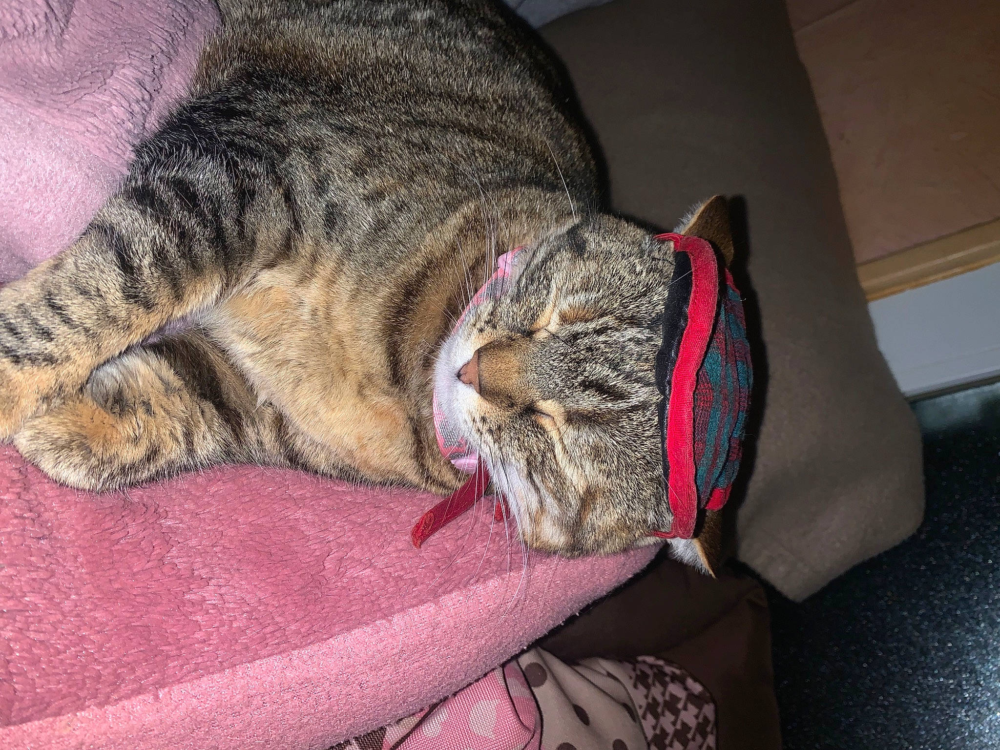 Magguy a rejoint le concours — aidez-le/la à gagner de superbes lots ! carnivore, cat, claw, comfort, domestic_short_haired_cat, felidae, fur, nap, pattern, paw, sleep, small_to_medium_sized_cats, snout, tail, terrestrial_animal, whiskers