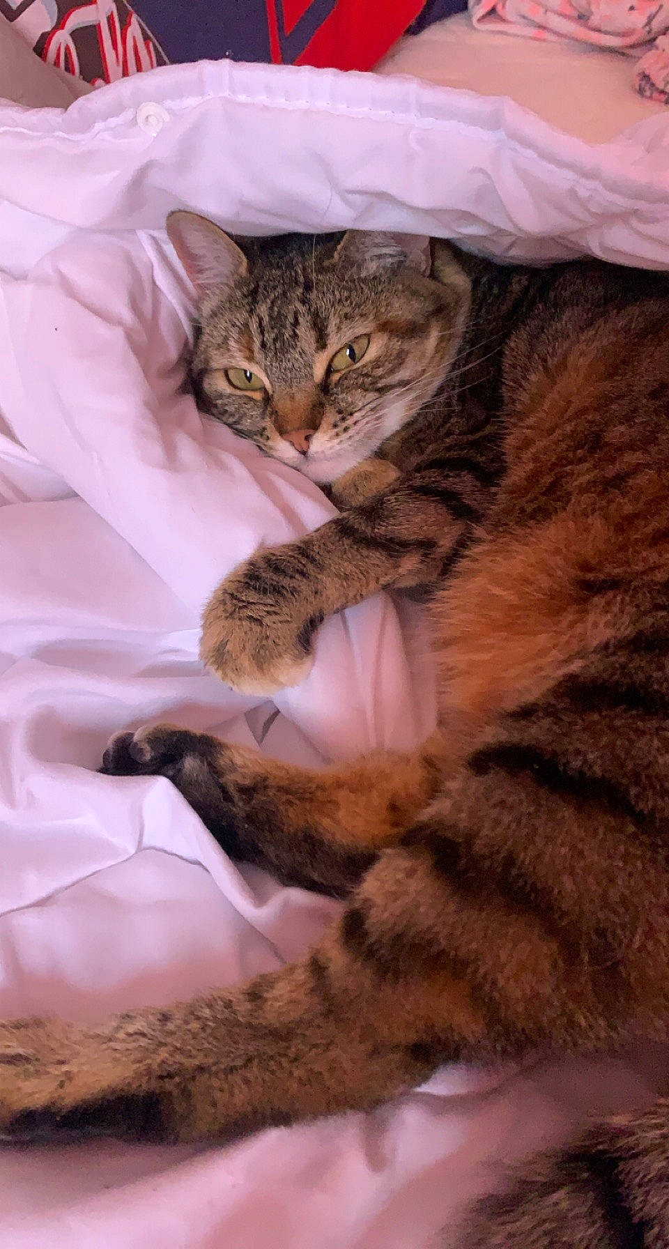 Magguy a rejoint le concours — aidez-le/la à gagner de superbes lots ! brown, carnivore, cat, claw, comfort, domestic_short_haired_cat, fawn, felidae, fur, paw, small_to_medium_sized_cats, snout, tail, terrestrial_animal, whiskers, wildlife