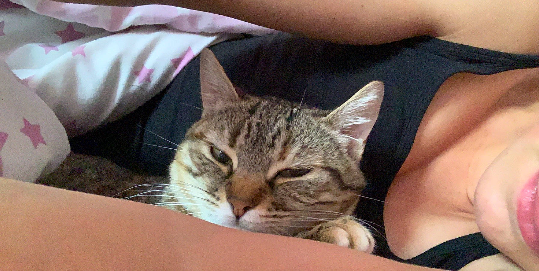 Magguy participe au concours pour gagner de l'argent avec cette photo : aegean_cat, american_shorthair, asian, australian_mist, california_spangled, carnivore, cat, close_up, domestic_short_haired_cat, dragon_li, european_shorthair, felidae, kitten, mammal, pixie_bob, small_to_medium_sized_cats, snout, tabby_cat, vertebrate, whiskers