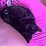 cat, black_cat, pet, animal, sleeping, relaxed, lying_down, upside_down, raised_paw, paw_pads, fur, whiskers, ears, bed, pillow, blanket, pink, purple, indoor, cozy