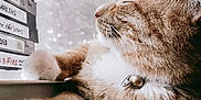 Saturn Jimbo joined the competition — help win amazing prizes! cat, ginger_cat, window, sunlight, indoor, relaxing, feline, paw, fur, collar, bell, cassette_tapes, vintage, wood_floor, closeup, side_profile, resting, cozy, daylight, quiet