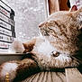cat, ginger_cat, window, sunlight, indoor, relaxing, feline, paw, fur, collar, bell, cassette_tapes, vintage, wood_floor, closeup, side_profile, resting, cozy, daylight, quiet