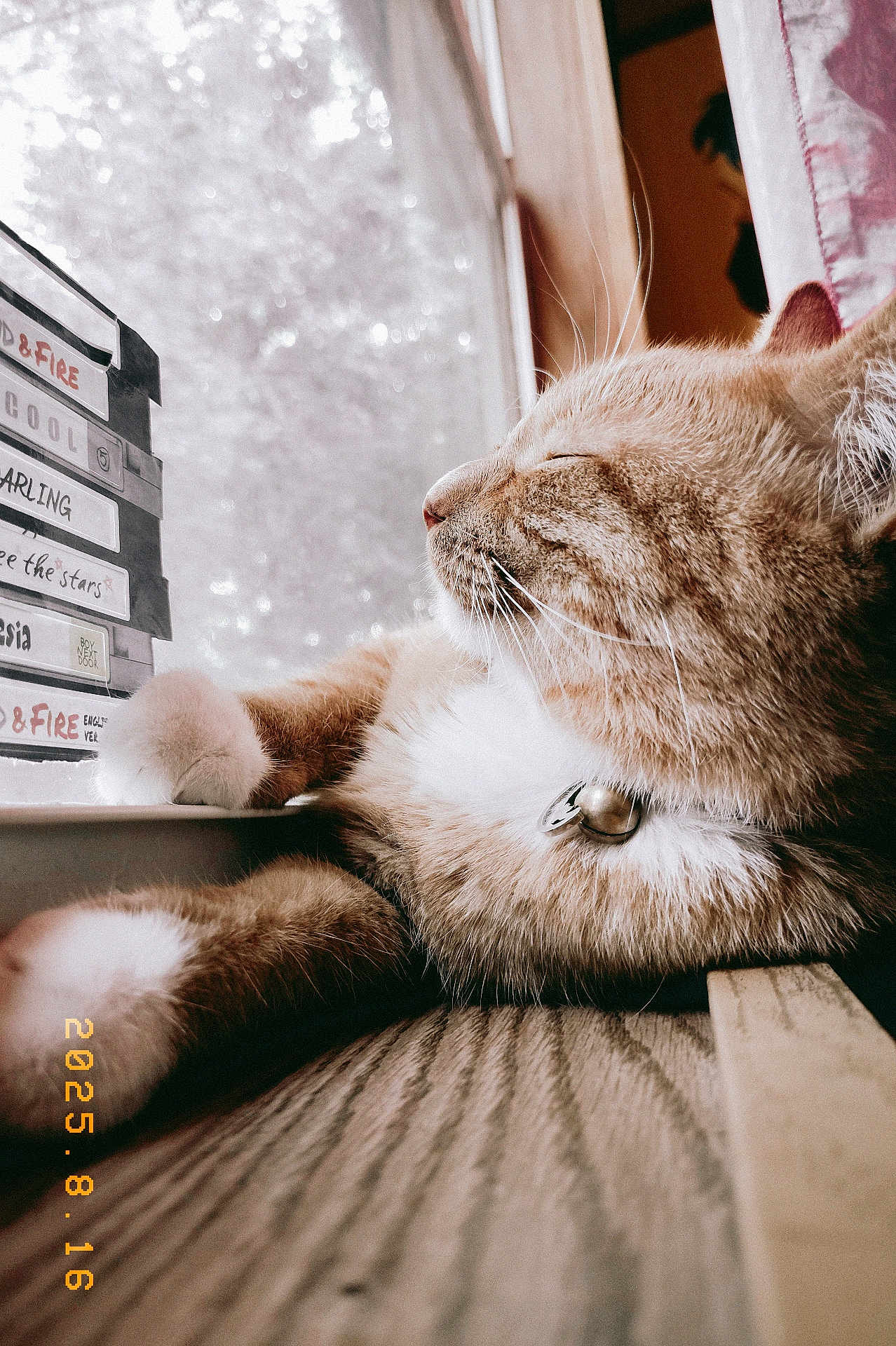 Saturn Jimbo joined the competition — help win amazing prizes! cat, ginger_cat, window, sunlight, indoor, relaxing, feline, paw, fur, collar, bell, cassette_tapes, vintage, wood_floor, closeup, side_profile, resting, cozy, daylight, quiet