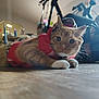 Saturn Jimbo is registered to the contest to win money with this photo: cat, ginger_cat, red_jacket, indoor, wooden_floor, close_up, pet, feline, curious, whiskers, paws, cozy, domestic, blurred_background, household_items, cute, laying_down, animal, mammal, tabby