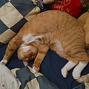 Saturn Jimbo joined the competition — help win amazing prizes! cat, ginger_cat, sleeping, stretching, bed, pillow, checkered_pattern, feline, pet, cozy, indoor, whiskers, fur, paw, cute, relaxed, animal, resting, soft, domestic