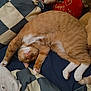 cat, ginger_cat, sleeping, stretching, bed, pillow, checkered_pattern, feline, pet, cozy, indoor, whiskers, fur, paw, cute, relaxed, animal, resting, soft, domestic