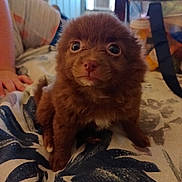 Lovely joined the competition — help win amazing prizes! animal, background, blanket, brown, closeup, cozy, curious, cute, face, fur, furniture, home, indoor, looking, person, pet, puppy, sitting, small, young