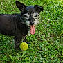 Etoile a rejoint le concours — aidez-le/la à gagner de superbes lots ! dog, black_dog, grass, tennis_ball, outdoor, panting, flower, greenery, pet, playful, animal, nature, sunlight, small_dog, tongue_out, yard, summer, happy, fur, collar