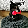 dog, toy, pink_toy, bed, fluffy_bed, black_dog, pet, indoor, furniture, wood_floor, collar, heart_tag, playful, cute, small_dog, fur, animal, resting, looking_away, cozy