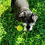 Etoile a rejoint le concours — aidez-le/la à gagner de superbes lots ! dog, black_dog, tennis_ball, grass, clover, outdoor, pet, animal, sunlight, nature, playful, fur, canine, greenery, daylight, small_dog, looking_down, garden, summer, cute