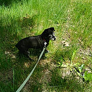 Etoile a rejoint le concours — aidez-le/la à gagner de superbes lots ! dog, leash, grass, outdoor, nature, pet, canine, small_dog, sunlight, greenery, walking, animal, summer, ground, leaves, daylight, collar, alert, fur, shadow