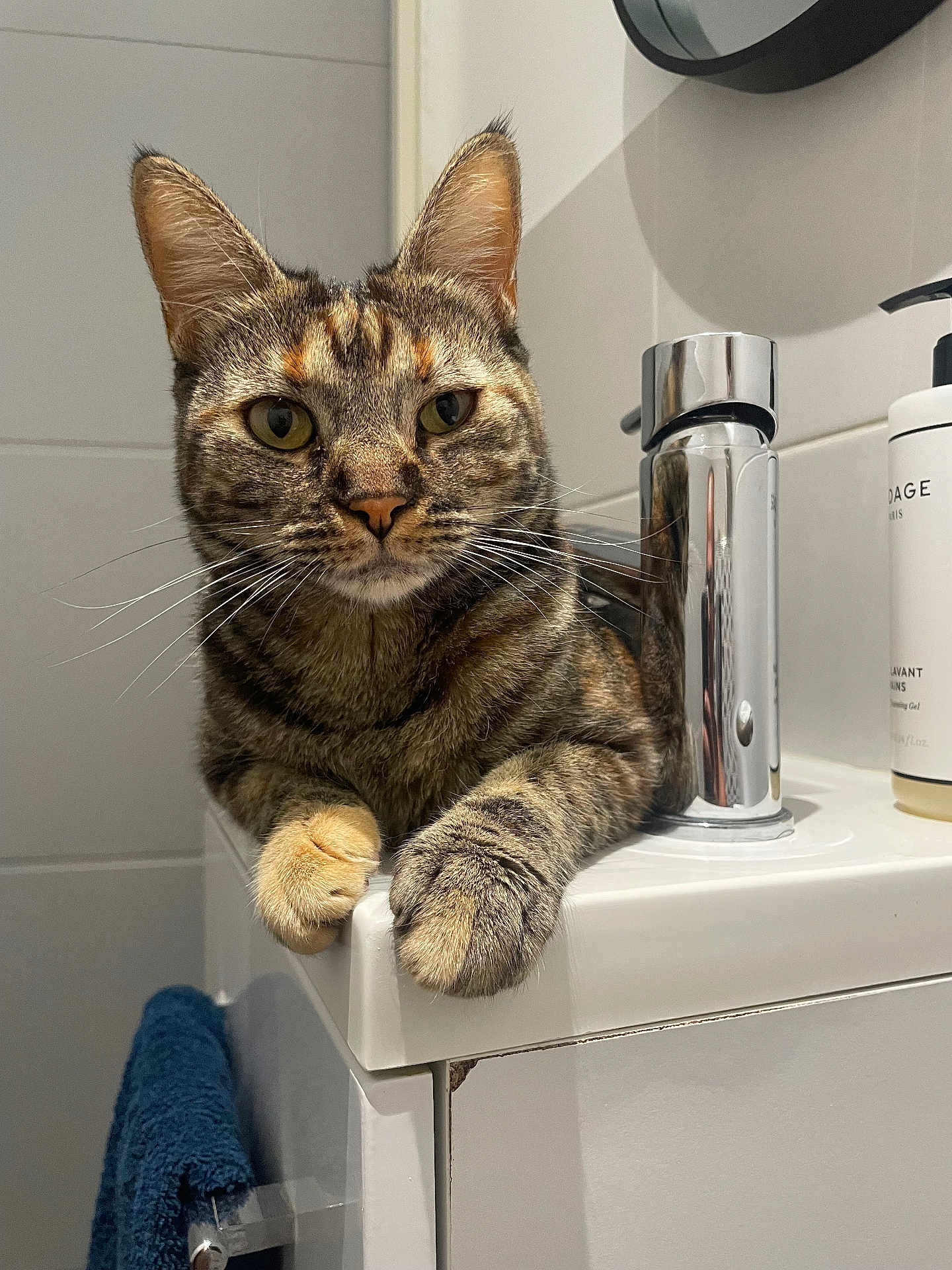 Safira participe au concours pour gagner de l'argent avec cette photo : cat, tabby, pet, animal, feline, indoor, bathroom, sink, paws, curious, fur, whiskers, ears, clean, tiles, towel, toiletries, domestic, resting, closeup
