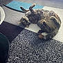 cat, tabby, pet, lying_down, rug, indoor, curious, paws_up, fur, whiskers, tail, home, floor, cozy, relaxed, animal, domestic, cute, playful, resting