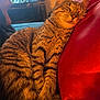 Safira a rejoint le concours — aidez-le/la à gagner de superbes lots ! cat, tabby, sleeping, pillow, red, furniture, indoor, cozy, pet, fur, relaxing, couch, television, feet, warm_light, closeup, resting, domestic_animal, striped, home