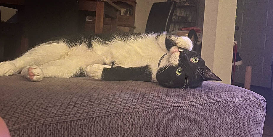 Jinx joined the competition — help win amazing prizes! bag, bedding, bedroom, canidae, carnivore, cat, comfort, companion_dog, fawn, felidae, flooring, fur, hardwood, linens, luggage_and_bags, nap, small_to_medium_sized_cats, tail, whiskers, wood