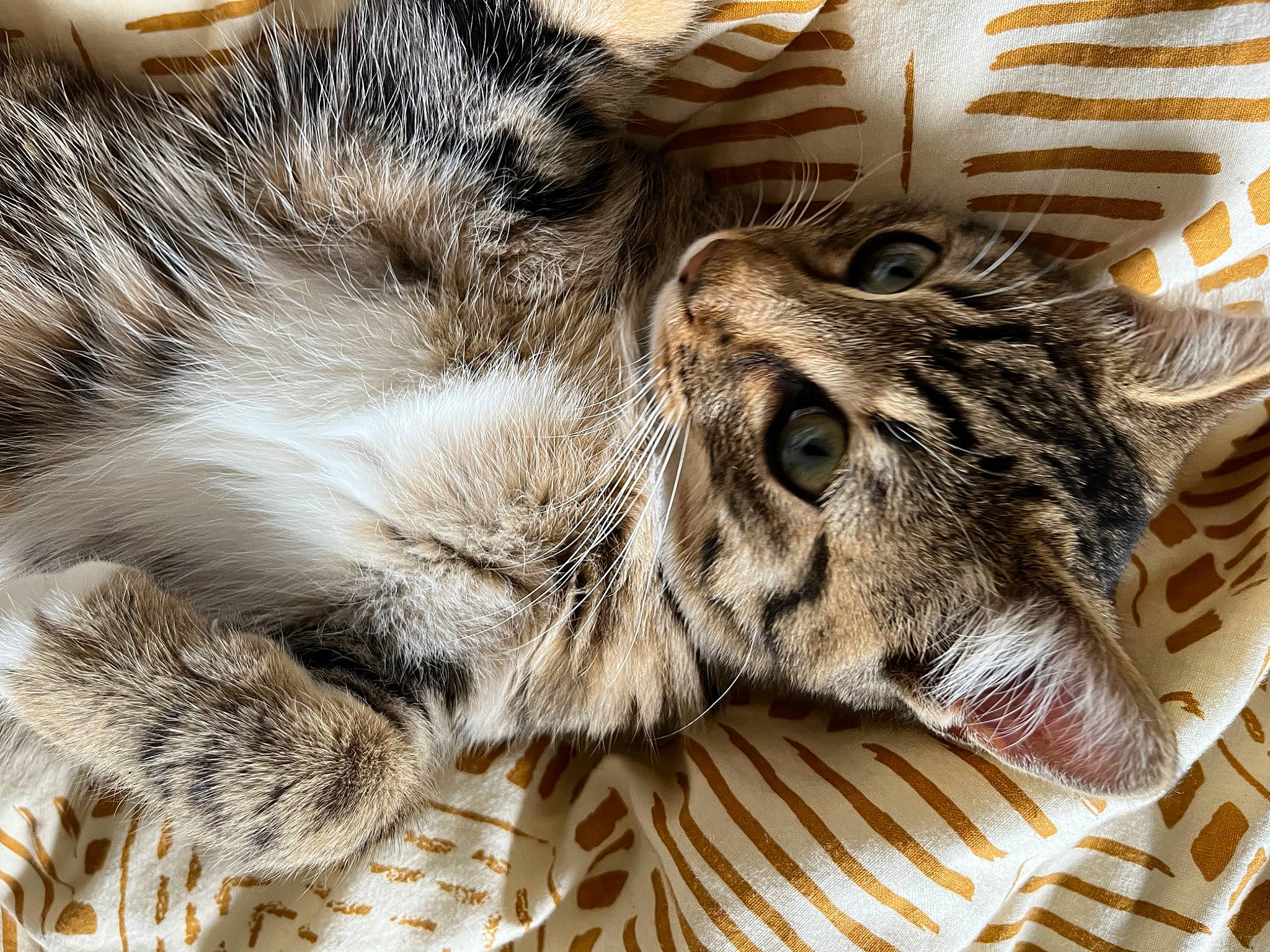 Thales participe au concours pour gagner de l'argent avec cette photo : big_cats, carnivore, cat, claw, comfort, domestic_short_haired_cat, fawn, felidae, fur, nap, pattern, paw, sleep, small_to_medium_sized_cats, tail, terrestrial_animal, whiskers, wildlife, wood