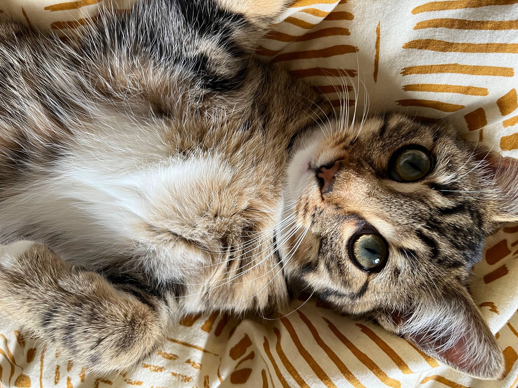 Thales participe au concours pour gagner de l'argent avec cette photo : carnivore, cat, claw, comfort, domestic_short_haired_cat, eye, eyelash, felidae, fur, pattern, paw, small_to_medium_sized_cats, snout, terrestrial_animal, whiskers, wildlife, wood