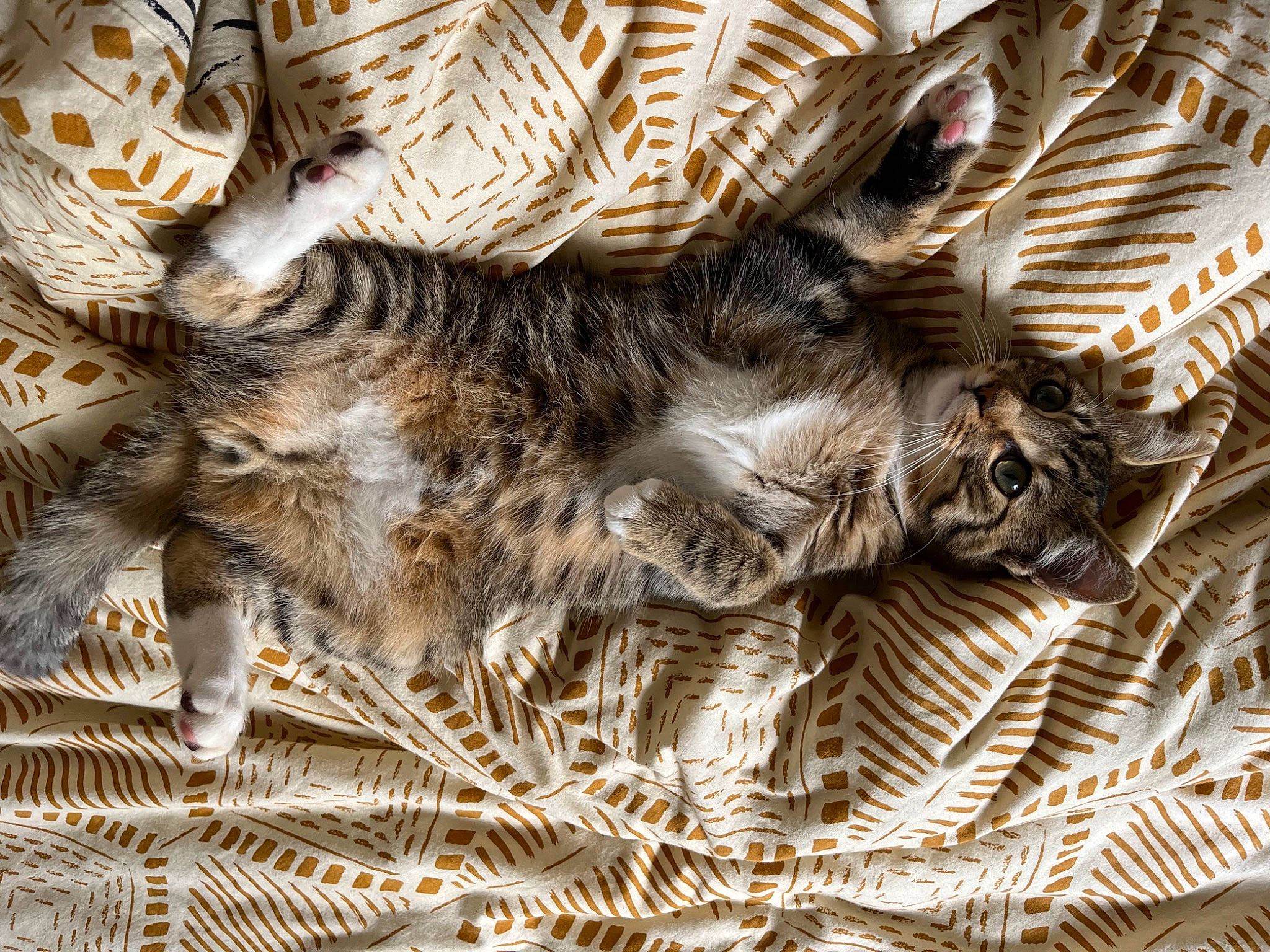 Thales participe au concours pour gagner de l'argent avec cette photo : carnivore, cat, claw, domestic_short_haired_cat, fawn, felidae, fur, pattern, paw, small_to_medium_sized_cats, snout, tail, terrestrial_animal, whiskers, wildlife, wood