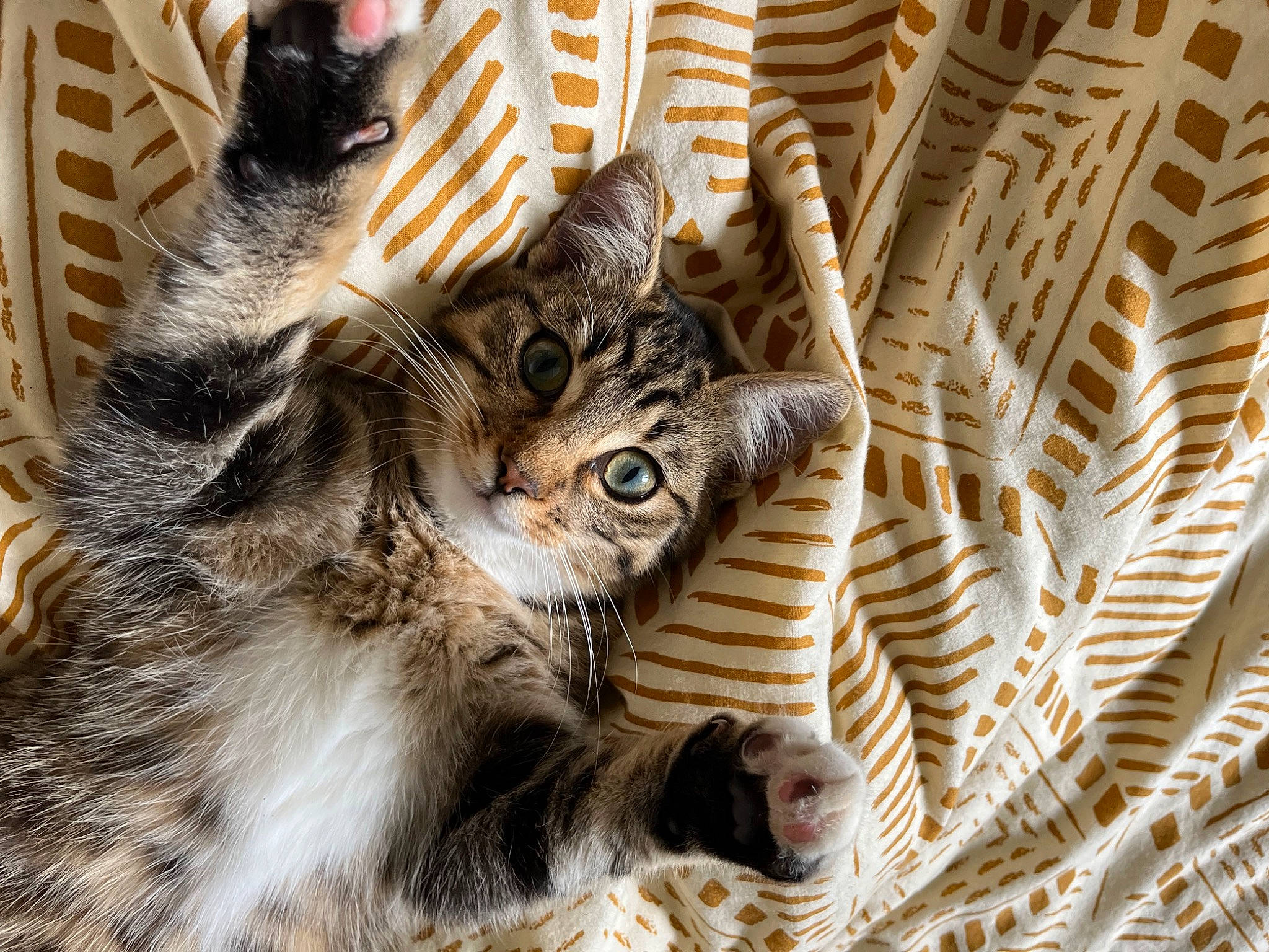 Thales a rejoint le concours — aidez-le/la à gagner de superbes lots ! carnivore, cat, claw, comfort, domestic_short_haired_cat, felidae, fur, pattern, paw, small_to_medium_sized_cats, snout, tail, terrestrial_animal, tree, whiskers, wildlife, wood