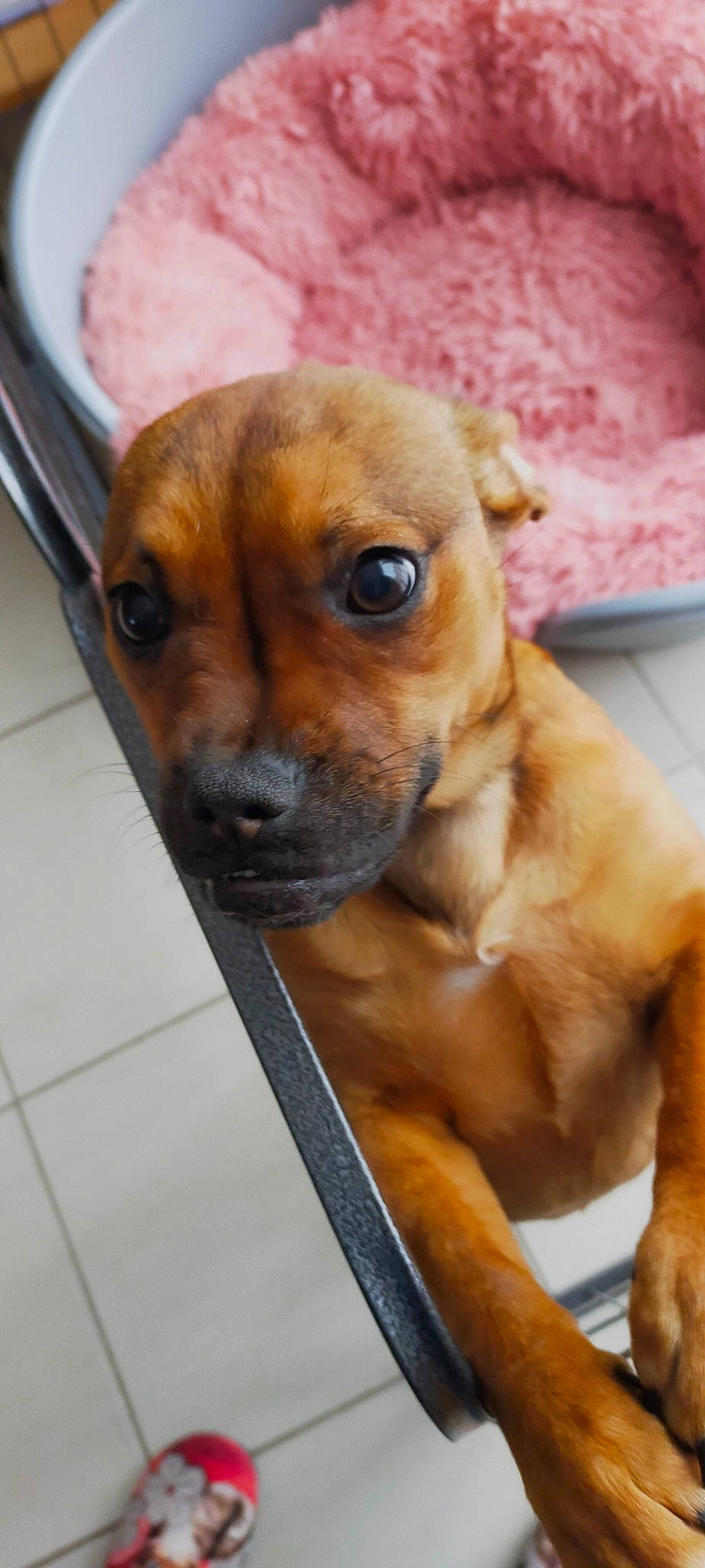 Lana participe au concours pour gagner de l'argent avec cette photo : canidae, carnivore, chihuahua, collar, companion_dog, dog, dog_breed, ear, fawn, fur, liver, paw, pet_supply, snout, sporting_group, terrestrial_animal, toy_dog, whiskers, working_animal, wrinkle