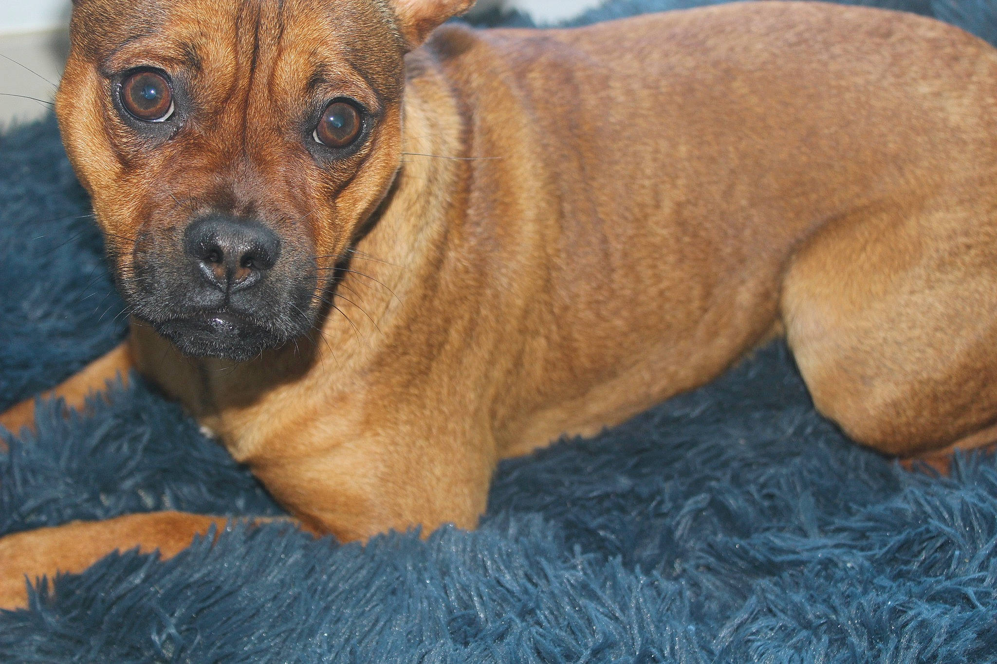 Lana participe au concours pour gagner de l'argent avec cette photo : ancient_dog_breeds, canidae, carnivore, companion_dog, dog, dog_breed, fawn, fur, guard_dog, molosser, non_sporting_group, puppy, snout, sporting_group, terrestrial_animal, whiskers, working_dog, wrinkle