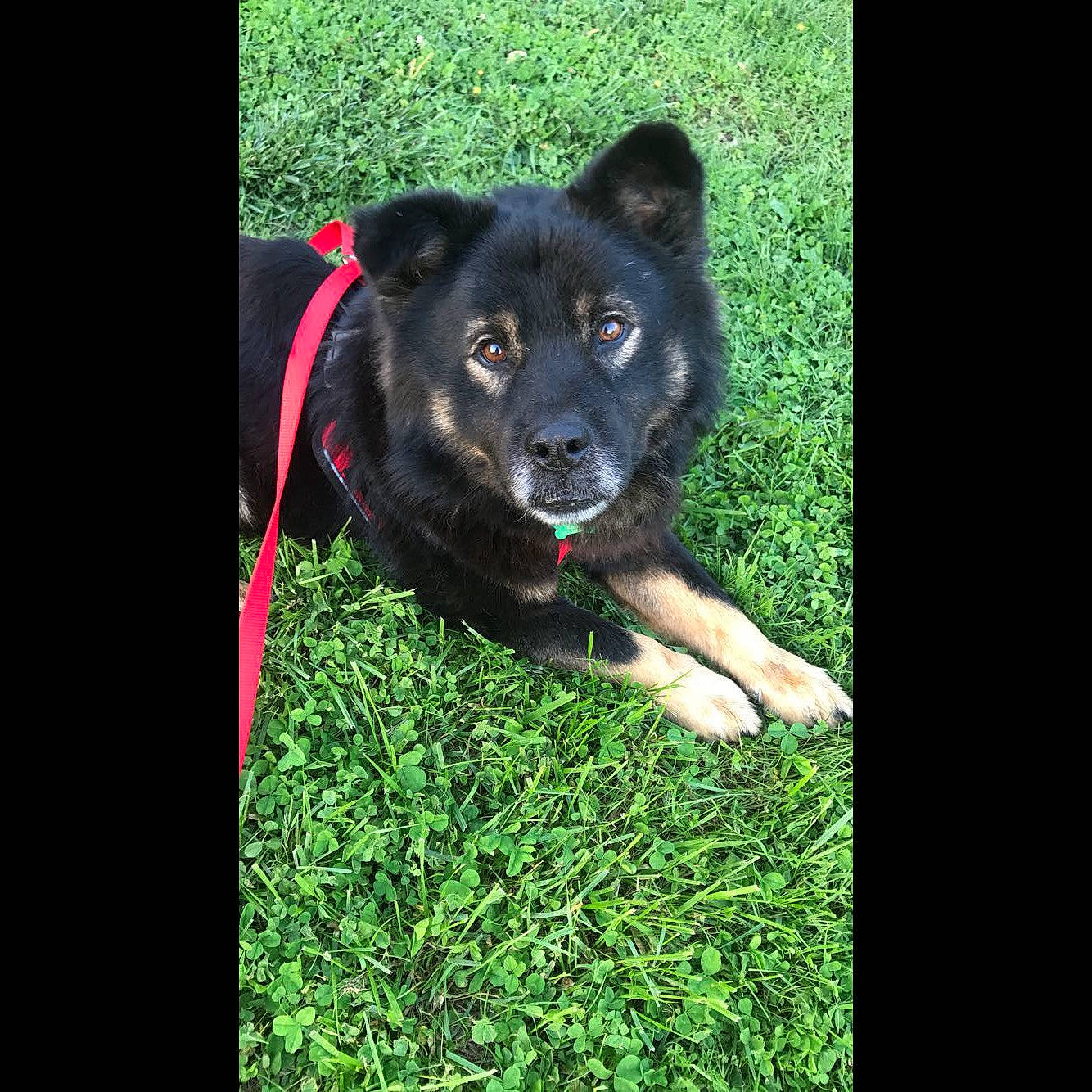 Ruger is registered to the contest to win money with this photo: canidae, carnivore, circle, companion_dog, dog, dog_breed, electric_blue, font, fur, grass, magenta, non_sporting_group, plant, rectangle, snout, sporting_group, terrestrial_animal, terrestrial_plant, working_animal, working_dog