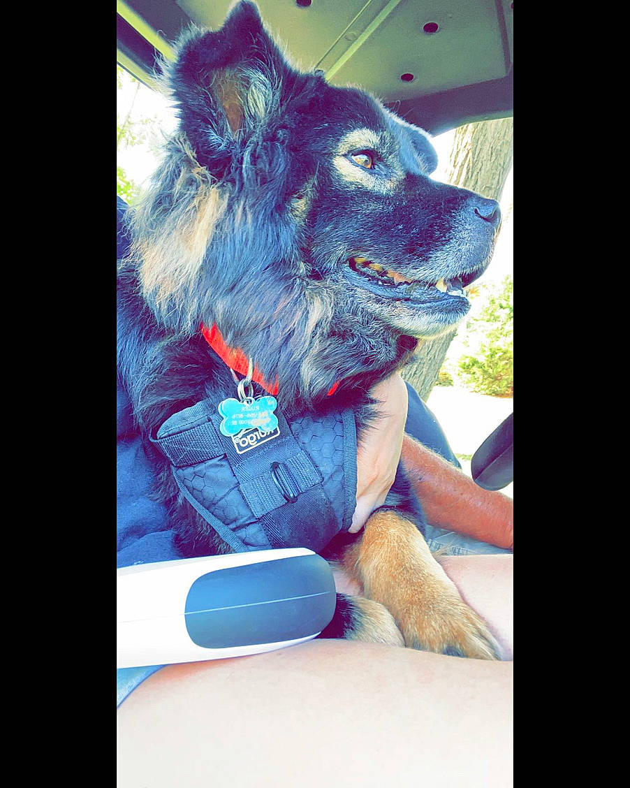 Ruger is registered to the contest to win money with this photo: art, canidae, canis, carnivore, companion_dog, dog, dog_breed, dog_supply, electric_blue, electronic_device, font, fur, gesture, jaw, photo_caption, sitting, snout, sporting_group, working_animal, working_dog