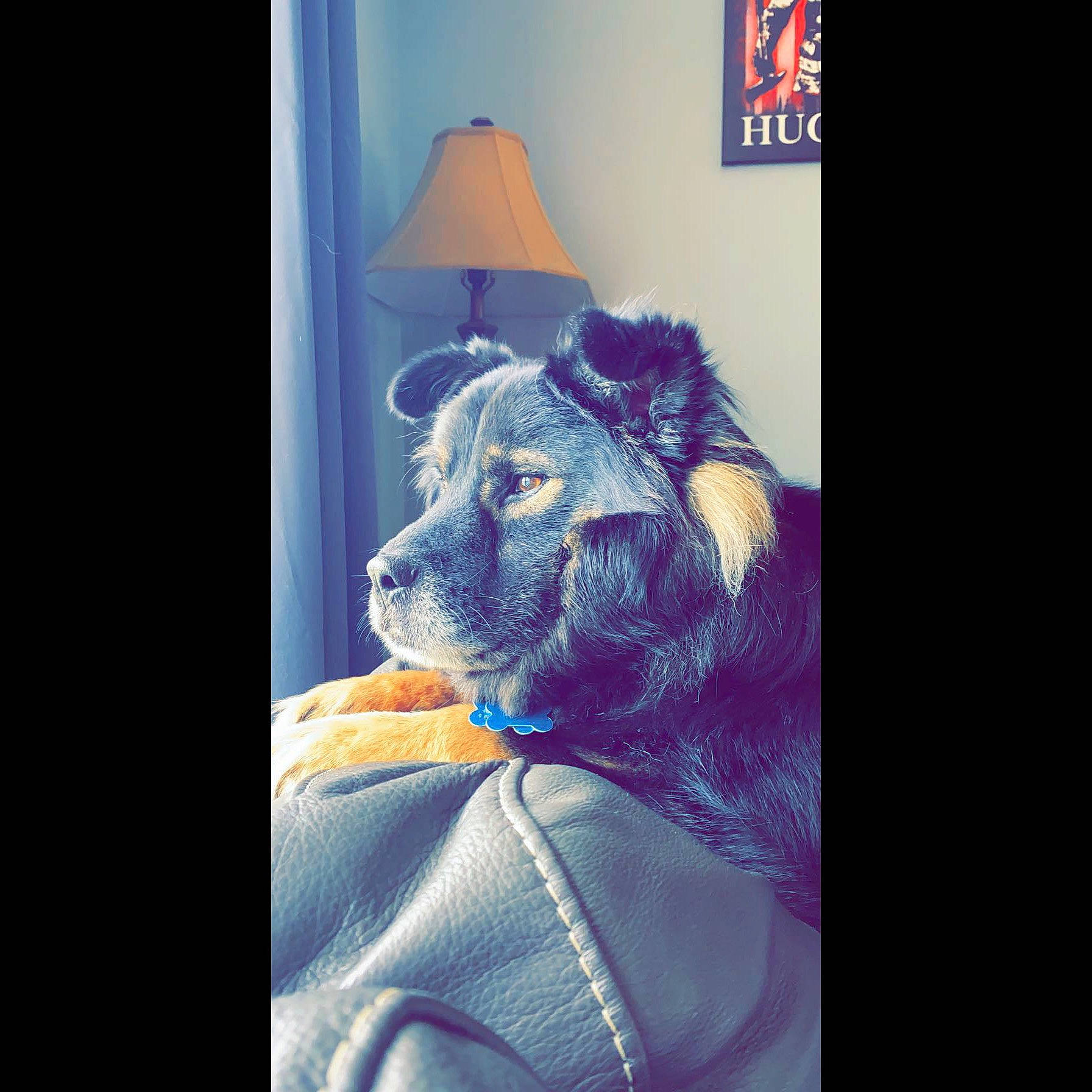 Ruger is registered to the contest to win money with this photo: art, canidae, carnivore, companion_dog, display_device, dog_breed, electric_blue, felidae, font, fur, illustration, magenta, pattern, purple, room, small_to_medium_sized_cats, square, toy, visual_arts, whiskers